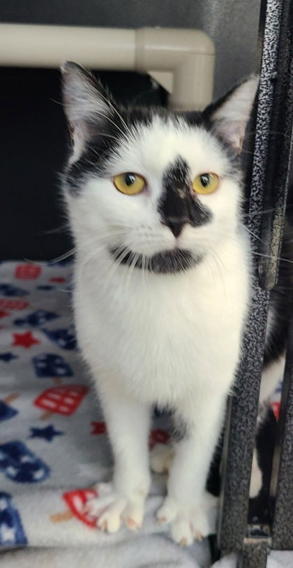 6785 (NASA) - Domestic Short Hair available for adoption