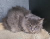 6915 (Cumulus) - Photo 1