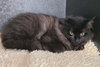 6916 (Nimbos) - Photo 1