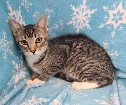 picture of the cat needing adoption
