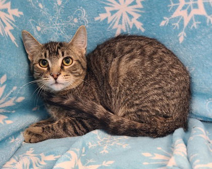 picture of the cat needing adoption