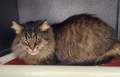 picture of the cat needing adoption