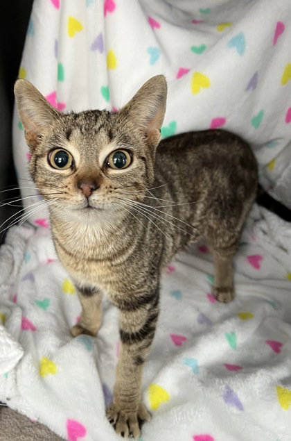 6961 (Ms. Kitty) Image