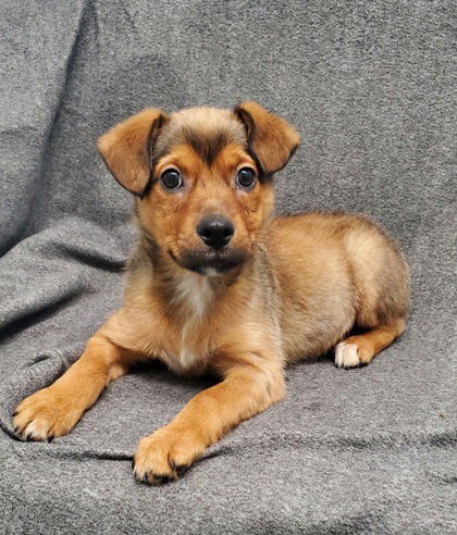 Marshall (6957), an adoptable Australian Shepherd in Lake City, MI