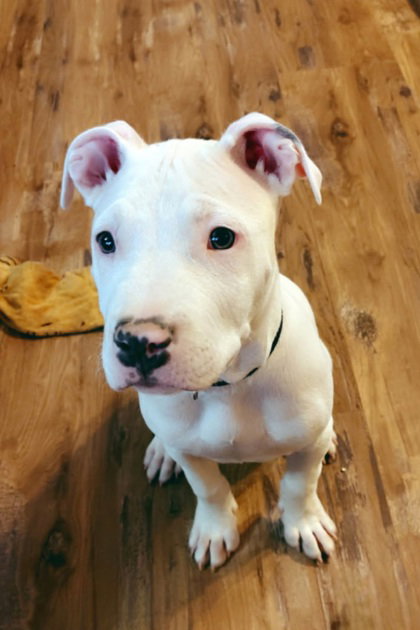 Spud (6972), an adoptable Pit Bull Terrier in Lake City, MI