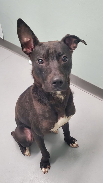 Dobby (6973)