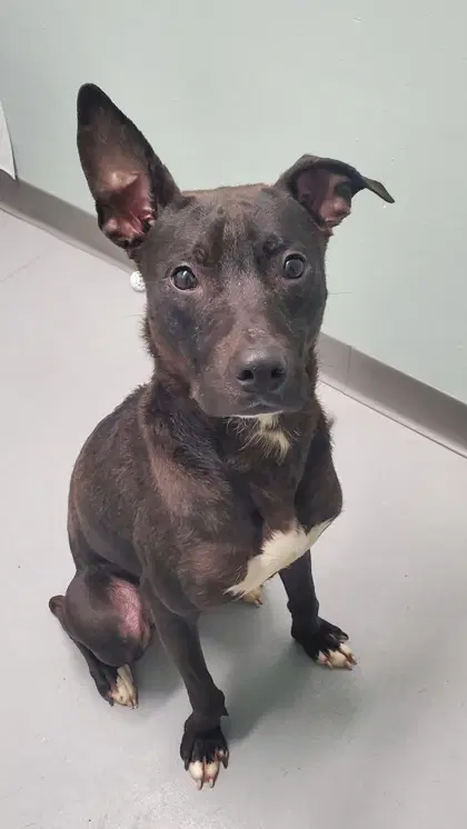 Dobby - Pit Bull Terrier