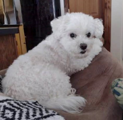 Boo (6978), an adoptable Maltese in Lake City, MI