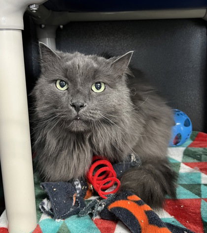 picture of the cat needing adoption
