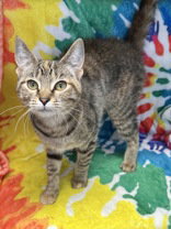 picture of the cat needing adoption