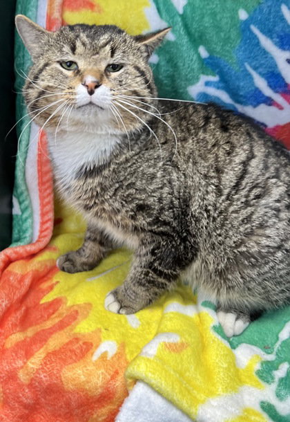 picture of the cat needing adoption