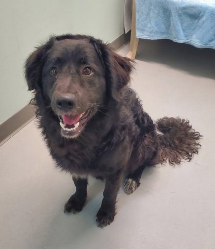 picture of the dog needing adoption