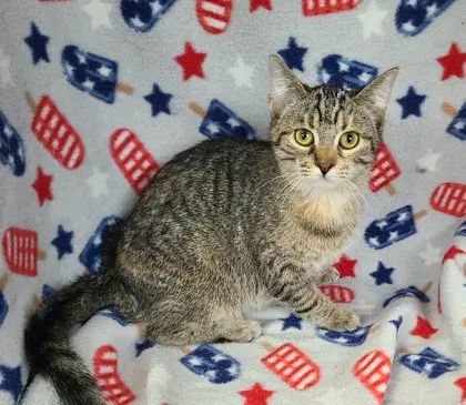 Ellie - Domestic Short Hair