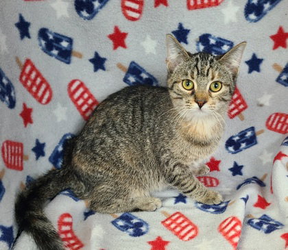 6894 (Ellie), Baby Domestic Short Hair (short coat), cat for adoption in Lake City, Michigan