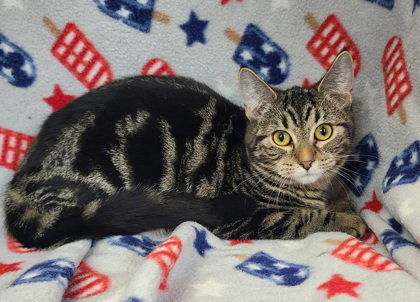 6900 (Darcy), Baby Domestic Short Hair (short coat), cat for adoption in Lake City, Michigan