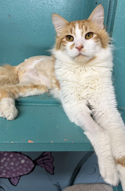6999 (Hiccup), an adoptable Domestic Long Hair in Lake City, MI