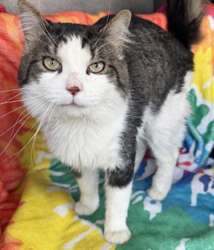 7006 (Kevin), an adoptable Domestic Long Hair in Lake City, MI