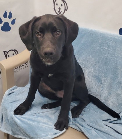 Huxley (7004), an adoptable Labrador Retriever in Lake City, MI