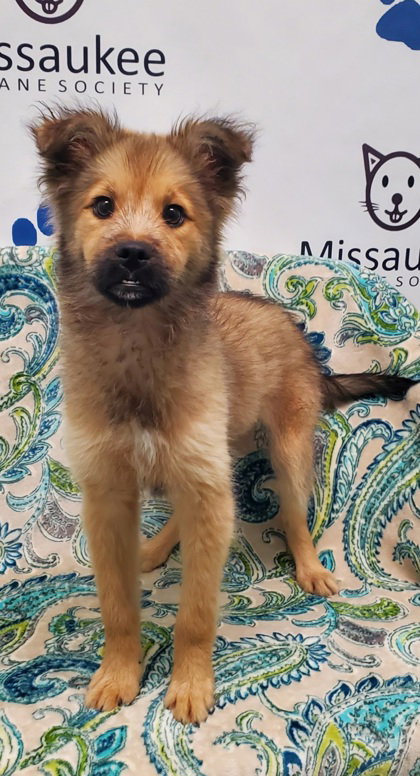 Rapunzel (7009), an adoptable Shepherd in Lake City, MI