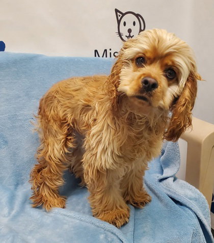 Tony (7024), an adoptable Cocker Spaniel in Lake City, MI