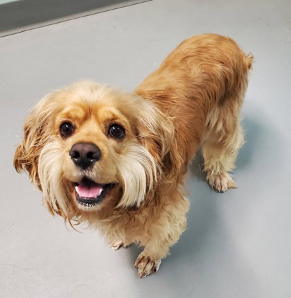 Rebel (7025), an adoptable Cocker Spaniel in Lake City, MI
