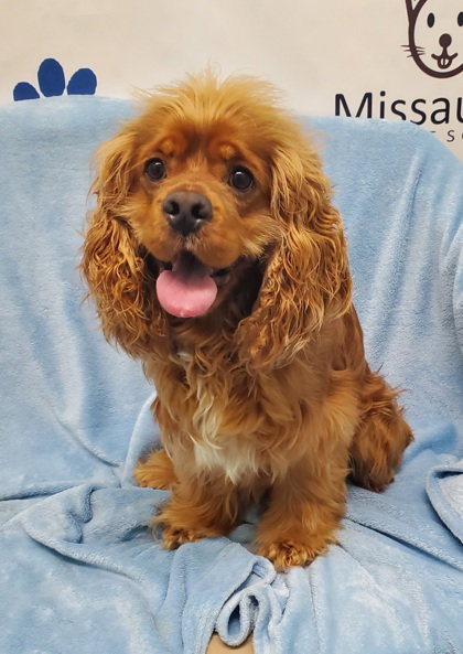 Henry (7026), an adoptable Cocker Spaniel in Lake City, MI