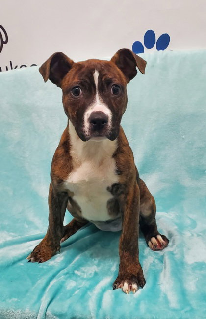 Corky (6997), an adoptable Pit Bull Terrier in Lake City, MI