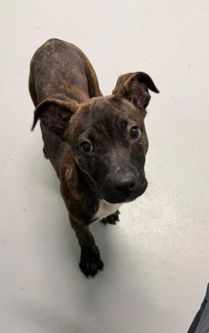 Tipsy (6998), an adoptable Unknown breed in Lake City, MI