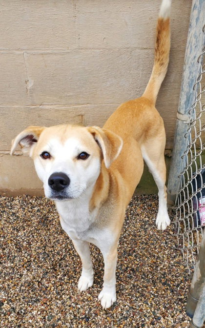 Callaway (7005), an adoptable Labrador Retriever in Lake City, MI