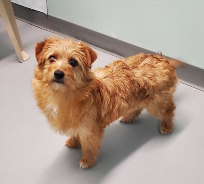 Chief (7016), an adoptable Corgi in Lake City, MI