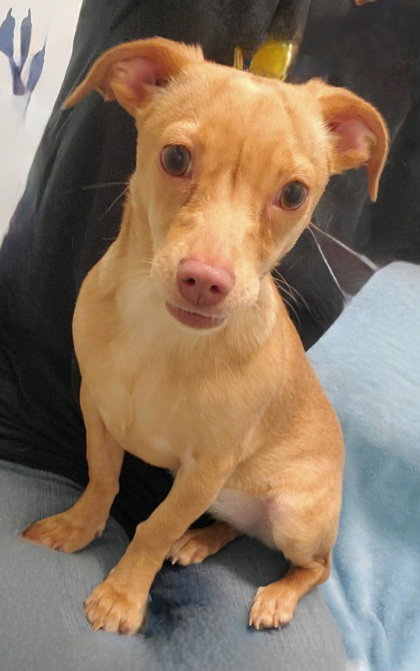Gigi (7022), an adoptable Chihuahua in Lake City, MI