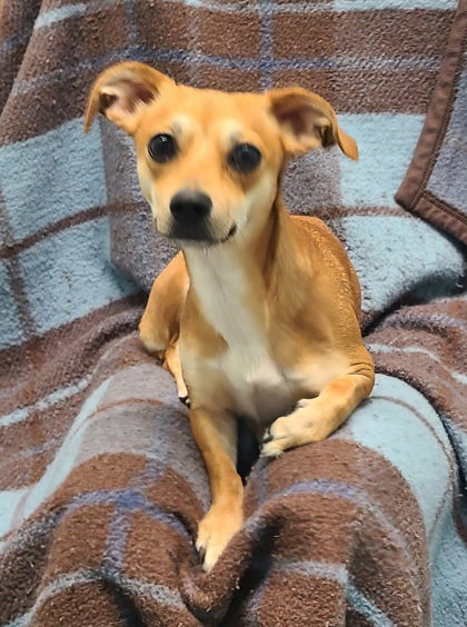 Cleo (7023), an adoptable Chihuahua in Lake City, MI