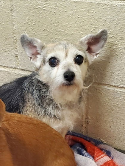 Daisy (7040), an adoptable Chihuahua in Lake City, MI