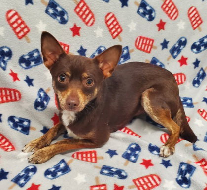Gizmo (7043), an adoptable Chihuahua in Lake City, MI