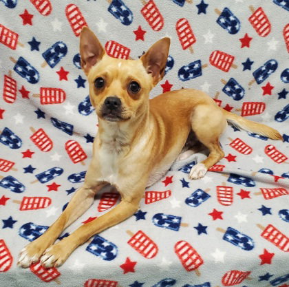 Bandit (7044), an adoptable Chihuahua in Lake City, MI