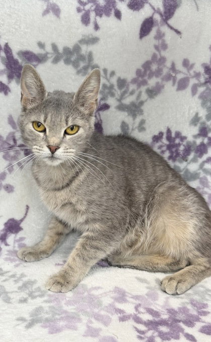 7003 (Skyler), an adoptable Domestic Short Hair in Lake City, MI