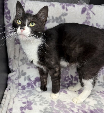 7027 (Wilma), an adoptable Tuxedo in Lake City, MI