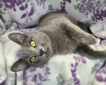 7038 (Ramen), an adoptable Russian Blue in Lake City, MI