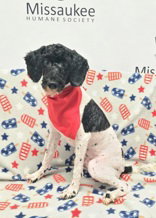 Max (7046), an adoptable Poodle in Lake City, MI