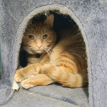 6985 (Sara), Adult Domestic Short Hair (short coat), cat for adoption in Lake City, Michigan