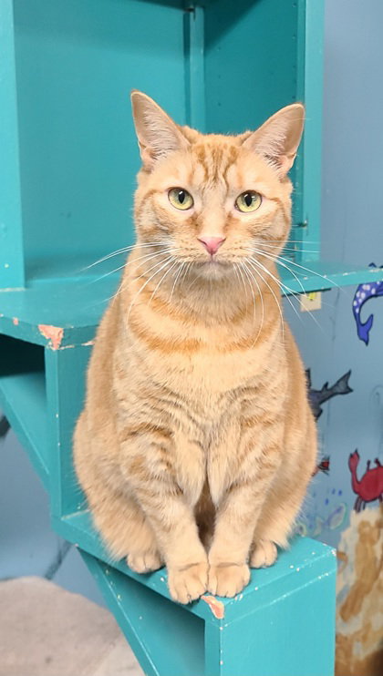 6986 (Mary), Adult Domestic Short Hair (short coat), cat for adoption in Lake City, Michigan