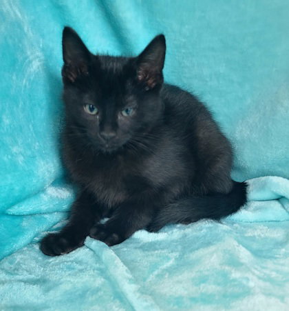 7049 (Zoro), Baby Domestic Short Hair (short coat), cat for adoption in Lake City, Michigan