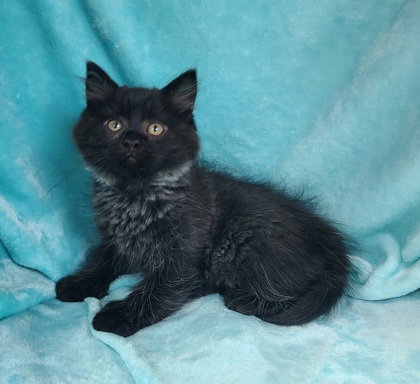 7050 (Iglo), Baby Domestic Long Hair (long coat), cat for adoption in Lake City, Michigan