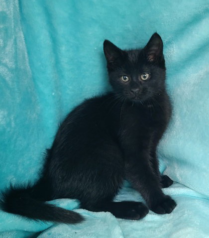 7051 (Idol), Baby Domestic Short Hair, cat for adoption in Lake City, Michigan