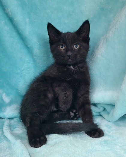7052 (Inkey), Baby Domestic Short Hair (short coat), cat for adoption in Lake City, Michigan