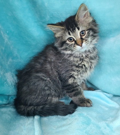 7053 (Iris), Baby Domestic Long Hair (long coat), cat for adoption in Lake City, Michigan