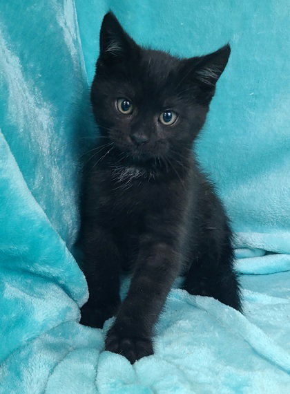 7056 (Roco), Baby Domestic Short Hair (short coat), cat for adoption in Lake City, Michigan