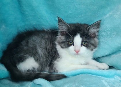 7057 (Rory), Baby Domestic Long Hair (long coat), cat for adoption in Lake City, Michigan