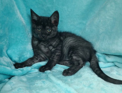 7060 (Smoke), Baby Domestic Short Hair (short coat), cat for adoption in Lake City, Michigan