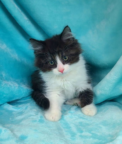 7061 (Sawyer), Baby Domestic Long Hair (long coat), cat for adoption in Lake City, Michigan